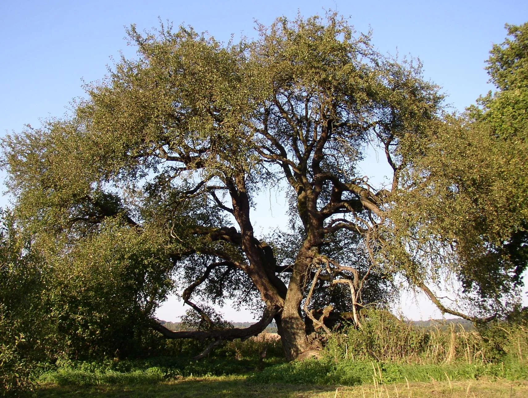 Photo showing: oldest crabapple tree in Germany