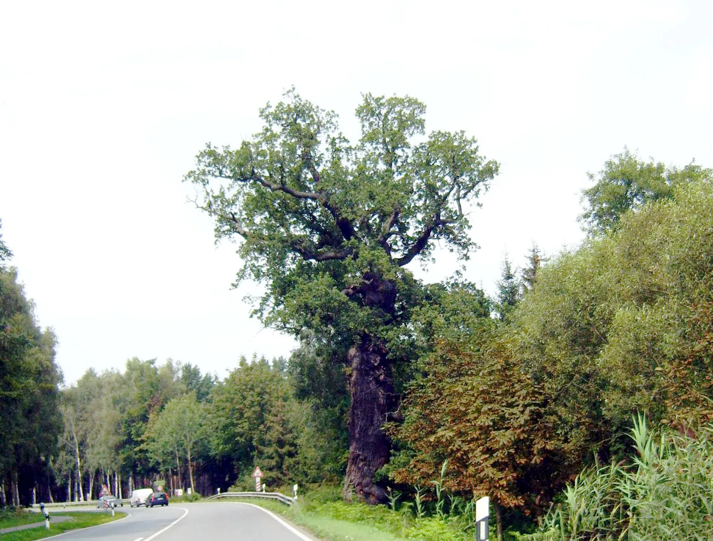 Photo showing: Älteste Eiche Usedoms bei Neu Pudagla