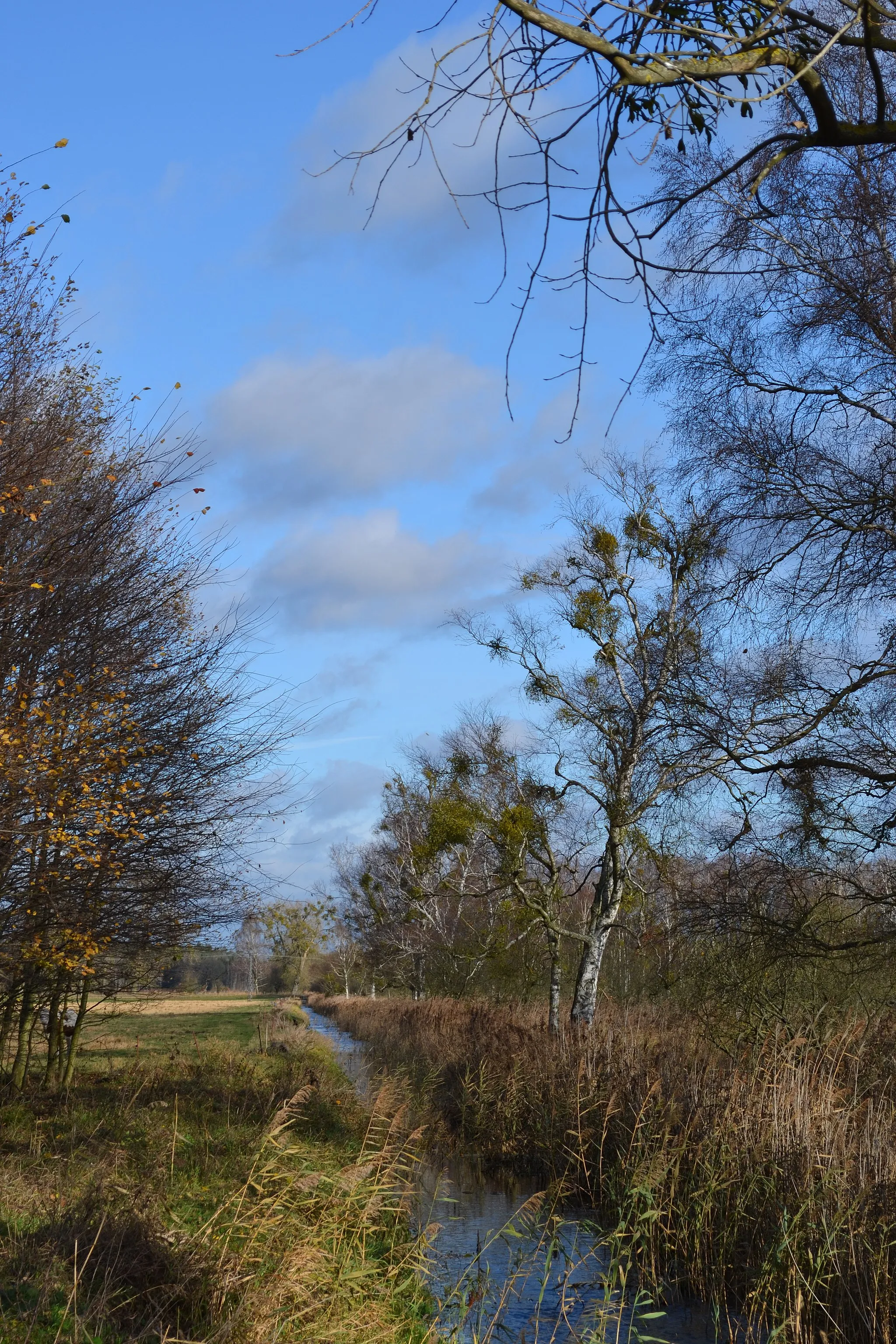 Photo showing: Die Randow bei Borken (Gemeinde Viereck, Mecklenburg-Vorpommern); Bereich im EU-Vogelschutzgebiet DE-2350-401 Ueckermünder Heide