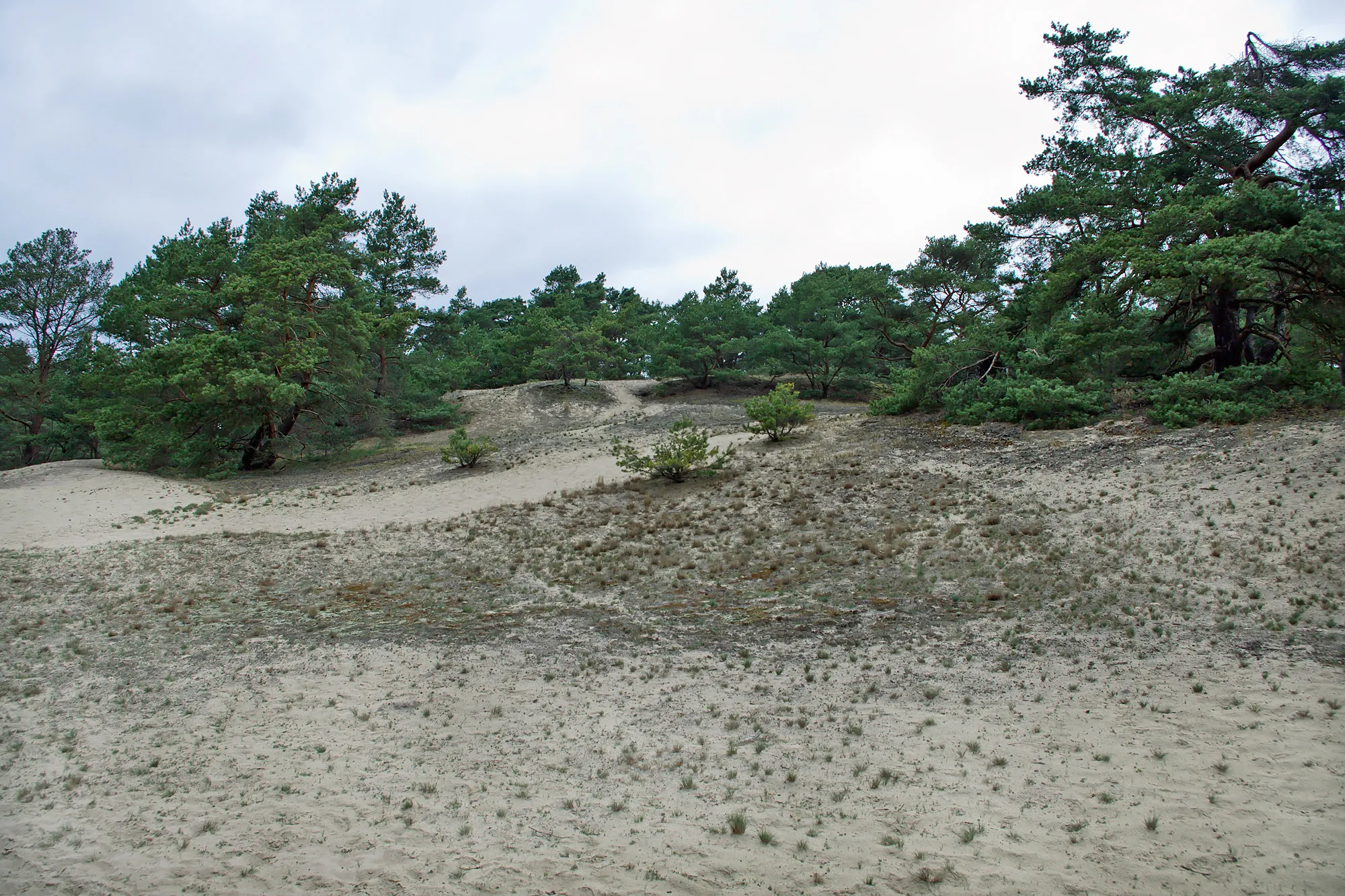 Photo showing: Dune near the village Stixe within the pine forest "Carrenziener Heide" (Amt Neuhaus, district Lüneburg, northern Germany).