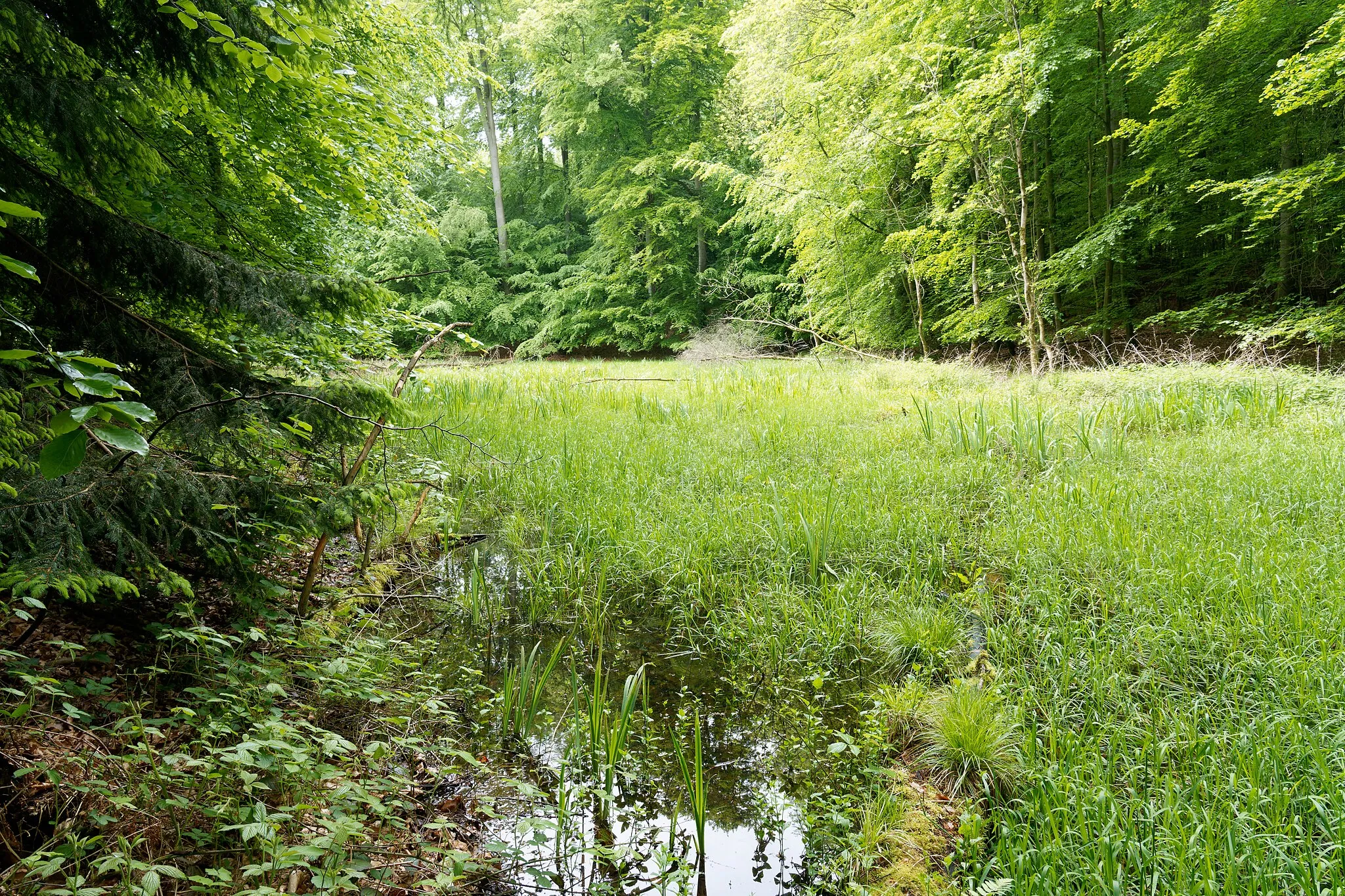 Photo showing: Moorige Senke im Buchenwald