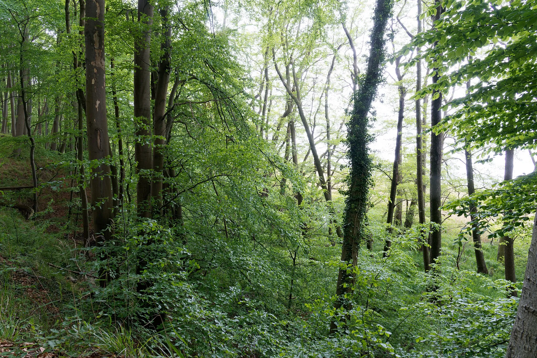 Photo showing: Wald am Hochufer