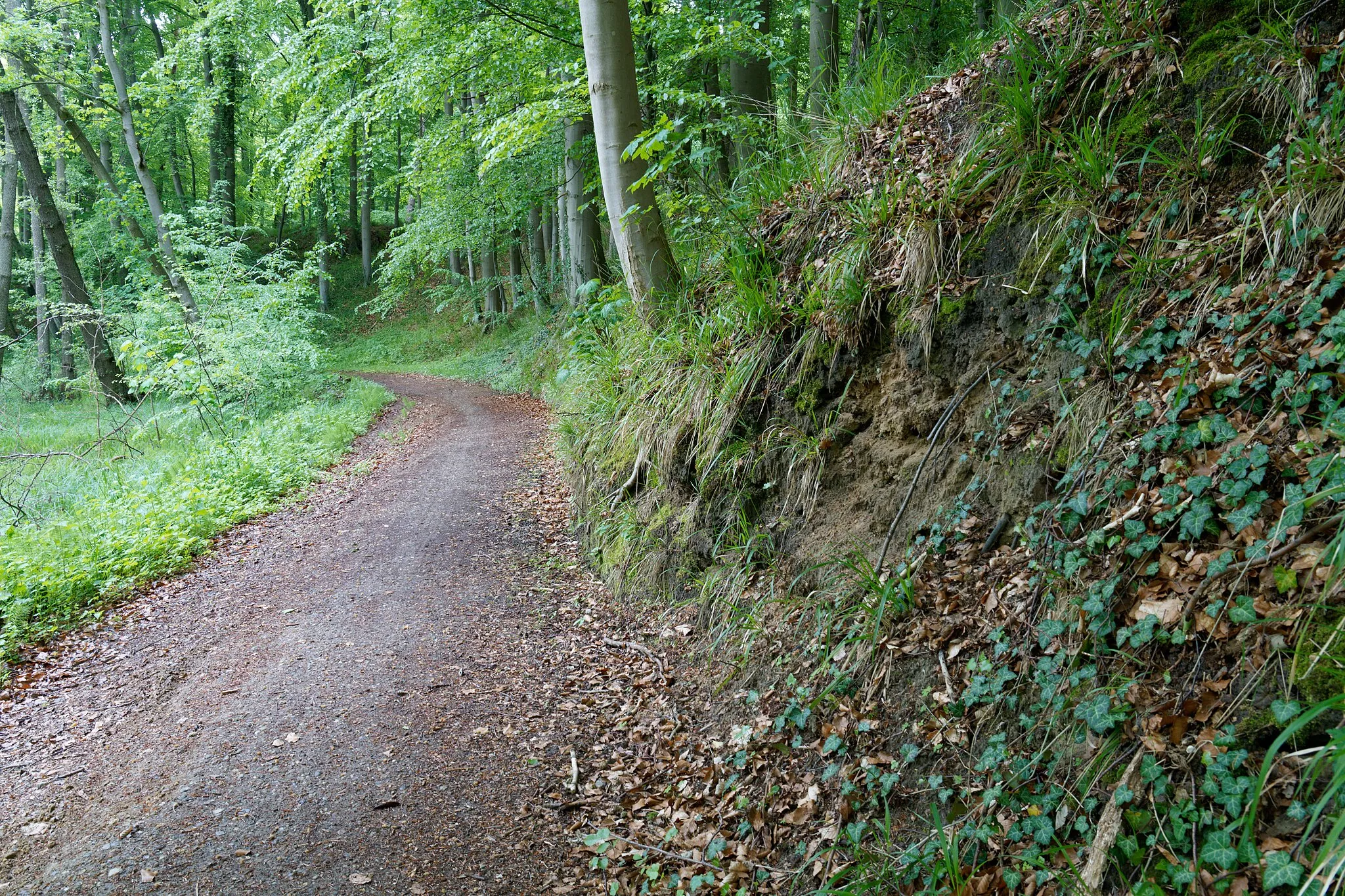 Photo showing: Wanderweg in Hanglage des Buchenwaldes