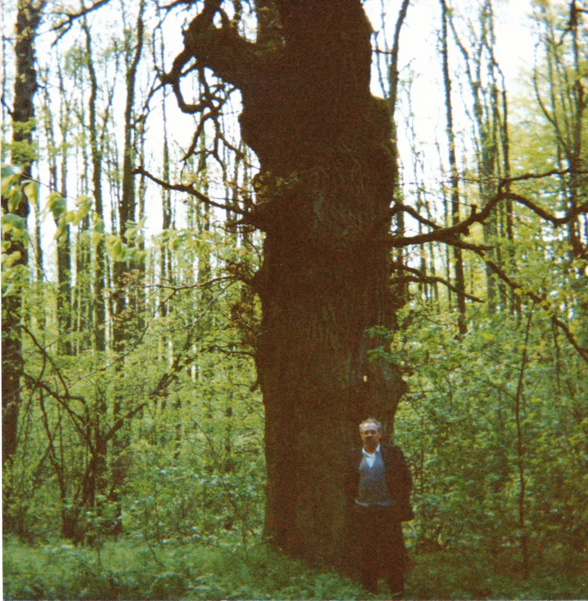 Photo showing: Naturdenkmal Dolgener Eiche
Datum: 1991
Urheber: unbekannt
Quelle: privates Fotoalbum der eigenen Familie
Hinweis: das Foto wurde meiner Plessen-Mutter zur freien Verfügung (von einem zwischenzeitlich Verstorbenen aus Dolgener-Zeiten) überlassen; von meiner Mutter erhielt ich das Foto zwecks Publizierung und Archivierung