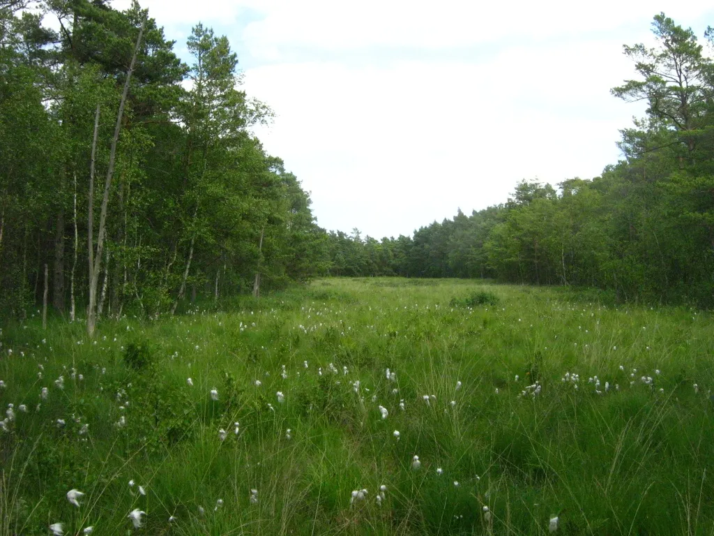 Photo showing: Das Dänschenburger Moor ist eines der größten Hochmoore Norddeutschlands. Durch Wasserabsenkung ist das Moor inzwischen fast vollständig mit Kiefern und Birken bewaldet. Der baumlose Streifen auf dem Foto ist die freigehaltene Schußschneise eines Jägers. Das Foto wurde von seiner Kanzel aus gemacht. (NSG „Großes Moor bei Dänschenburg“ N21, 71 ha, Gemeindegebiet der Stadt Marlow, Landkreis Nordvorpommern, Mecklenburg)