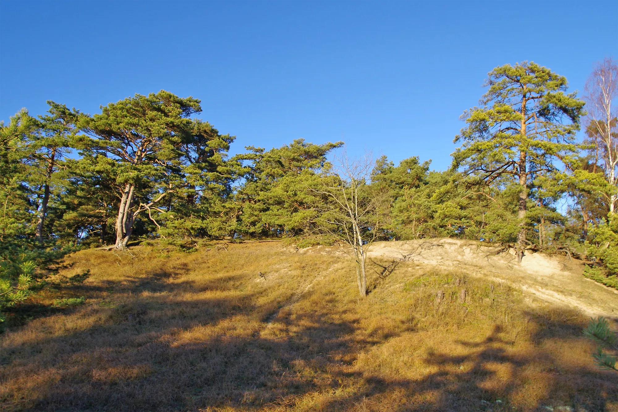 Photo showing: Dunes and pine forest "Carrenziener Heide" (Amt Neuhaus, district Lüneburg, northern Germany) near the village Kaarssen.