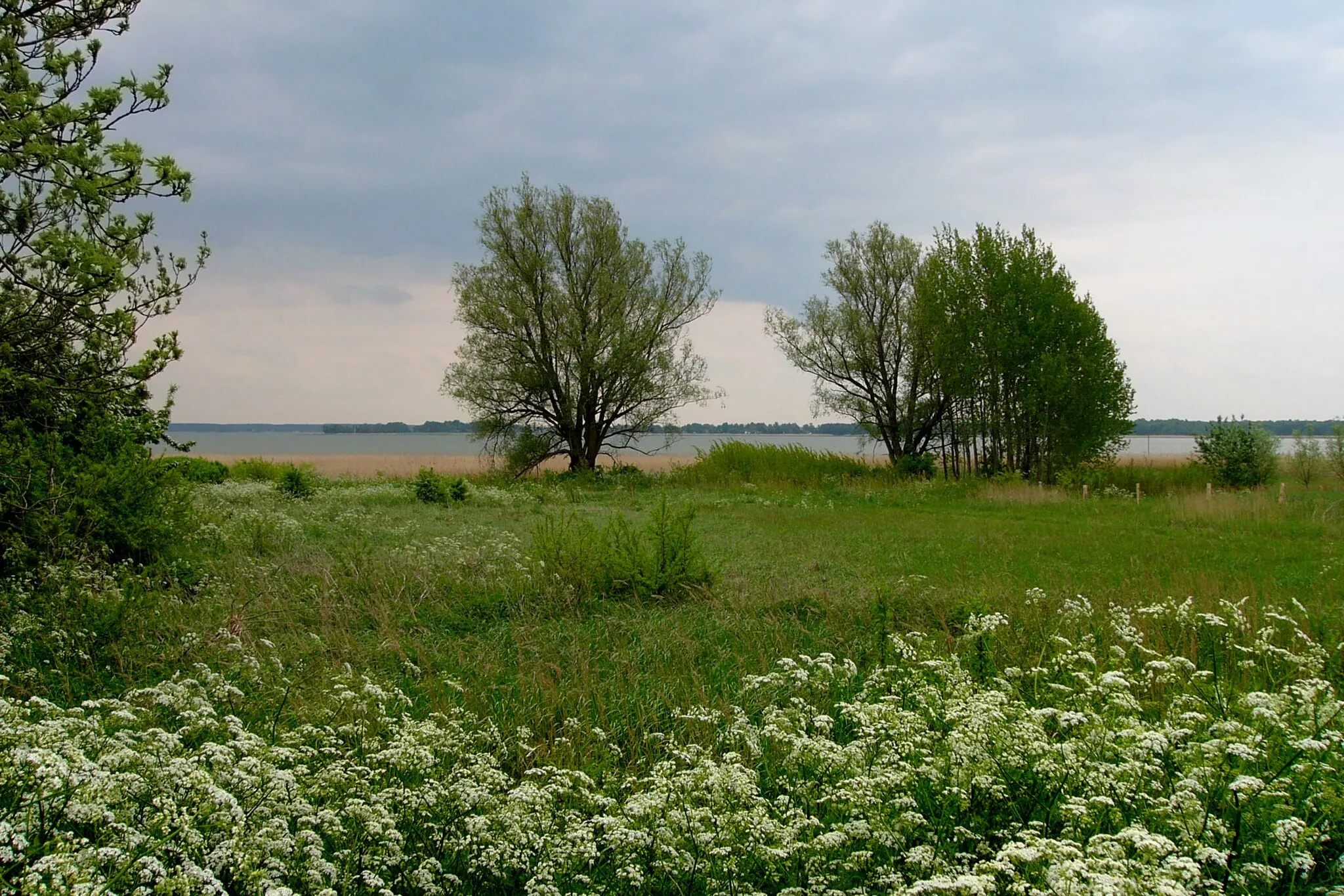 Photo showing: Landscape with Bodden in Germany.