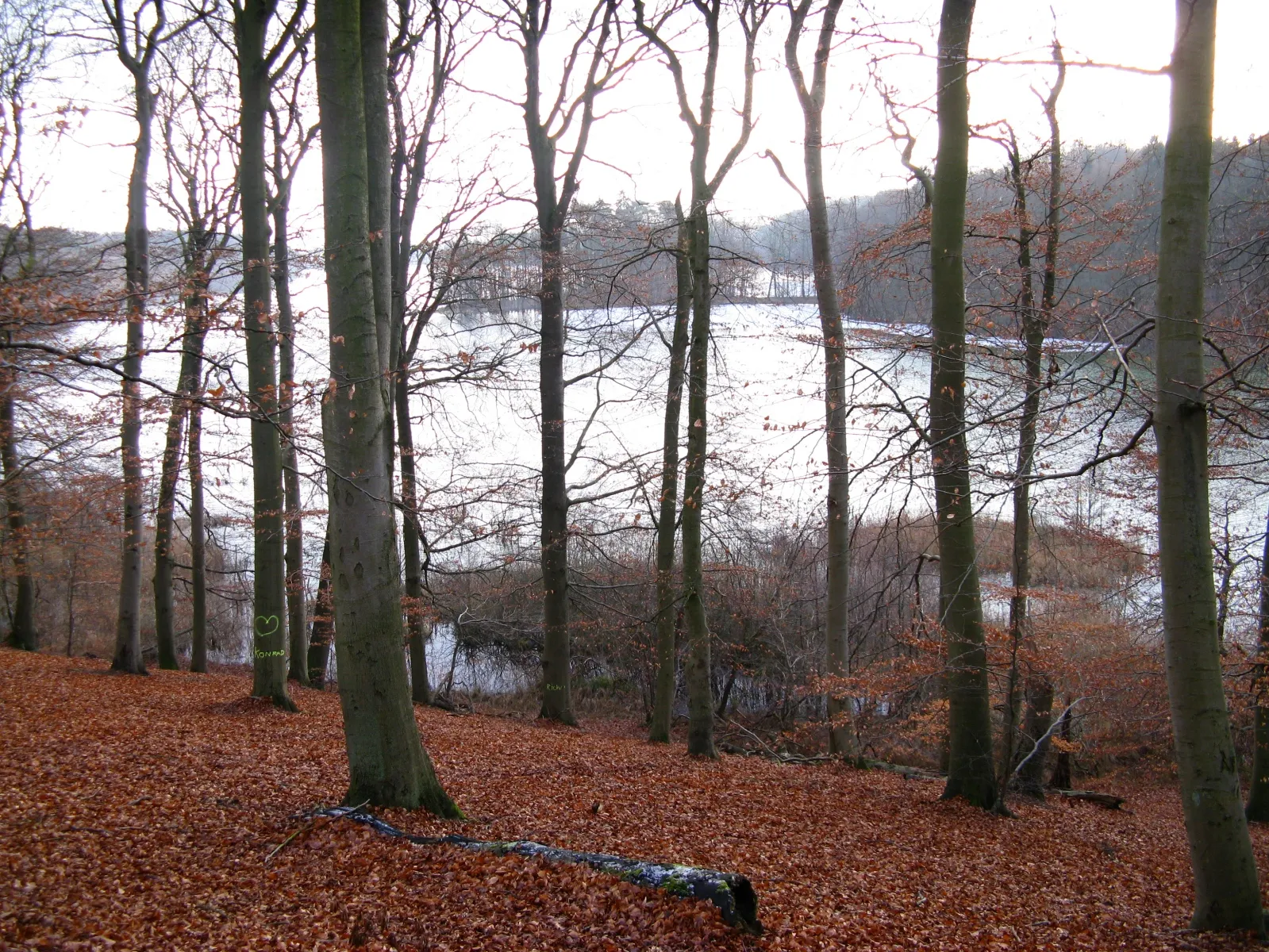 Photo showing: Nothern shore of lake "Neumühler See" in Schwerin, Germany