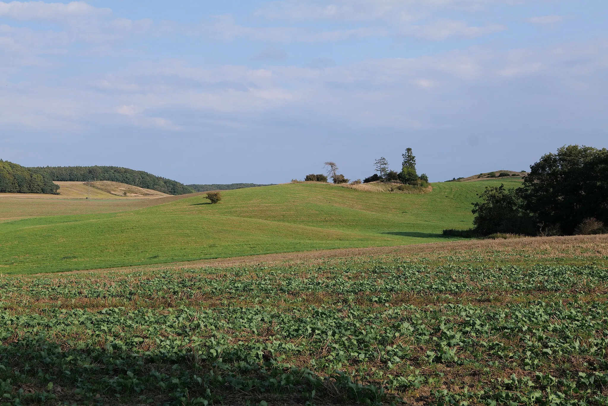 Photo showing: Feld in der Nähe von Viervitz in Zirkow.