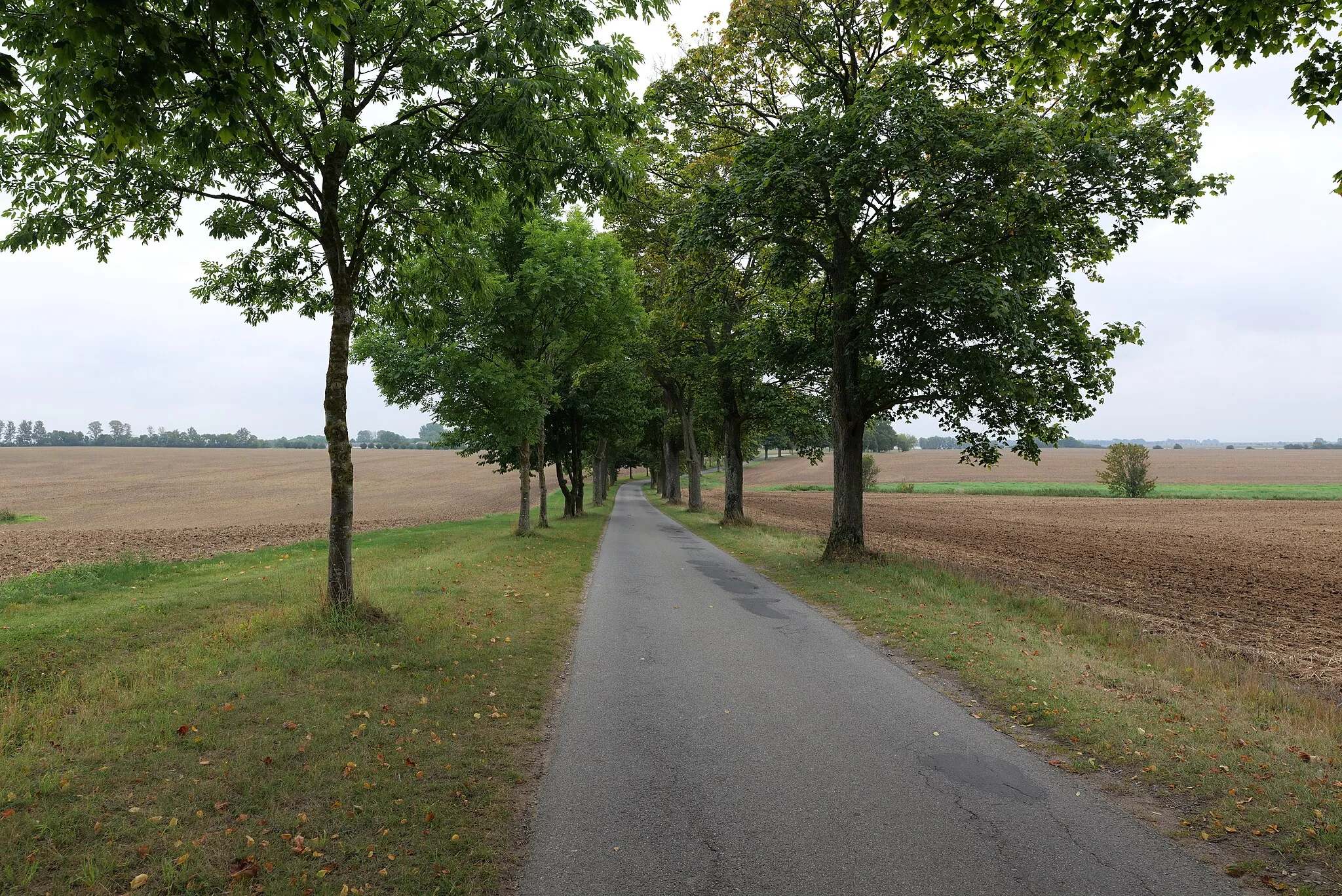 Photo showing: Allee in der Nähe von Groß Schoritz in Garz/Rügen.