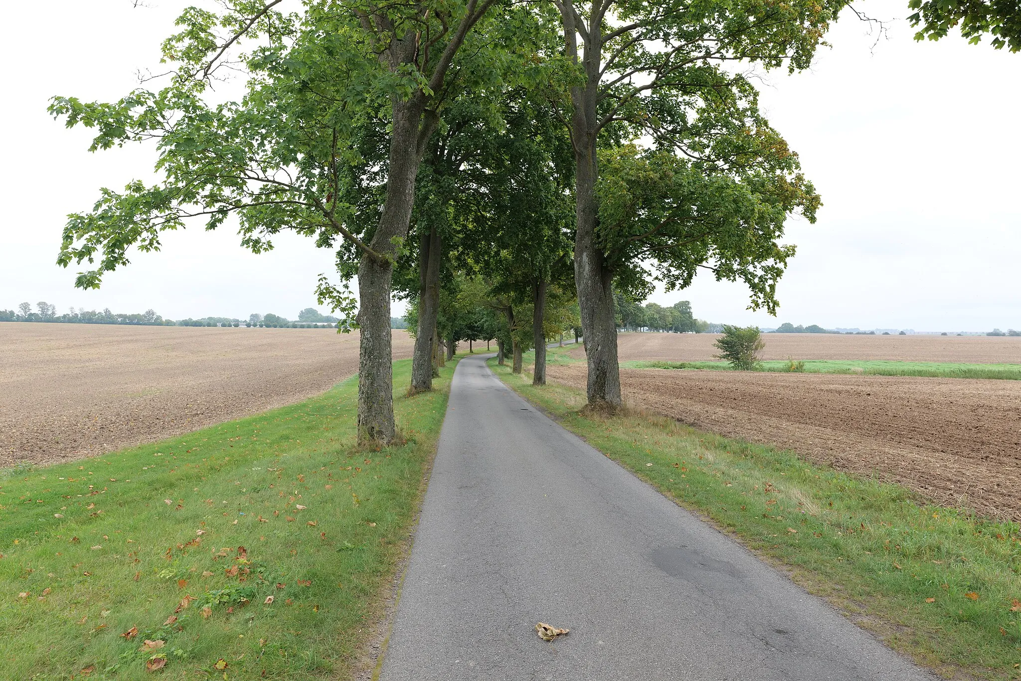 Photo showing: Allee in der Nähe von Groß Schoritz in Garz/Rügen.