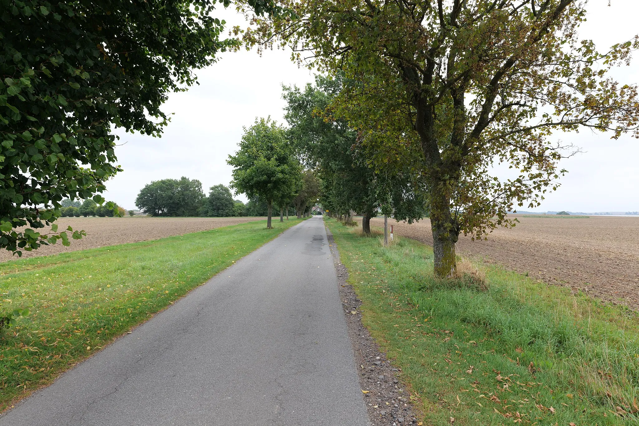 Photo showing: Allee in der Nähe von Groß Schoritz in Garz/Rügen.