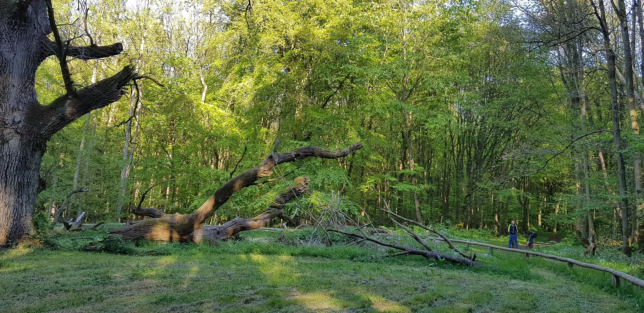 Photo showing: Naturdenkmal Schirmeiche