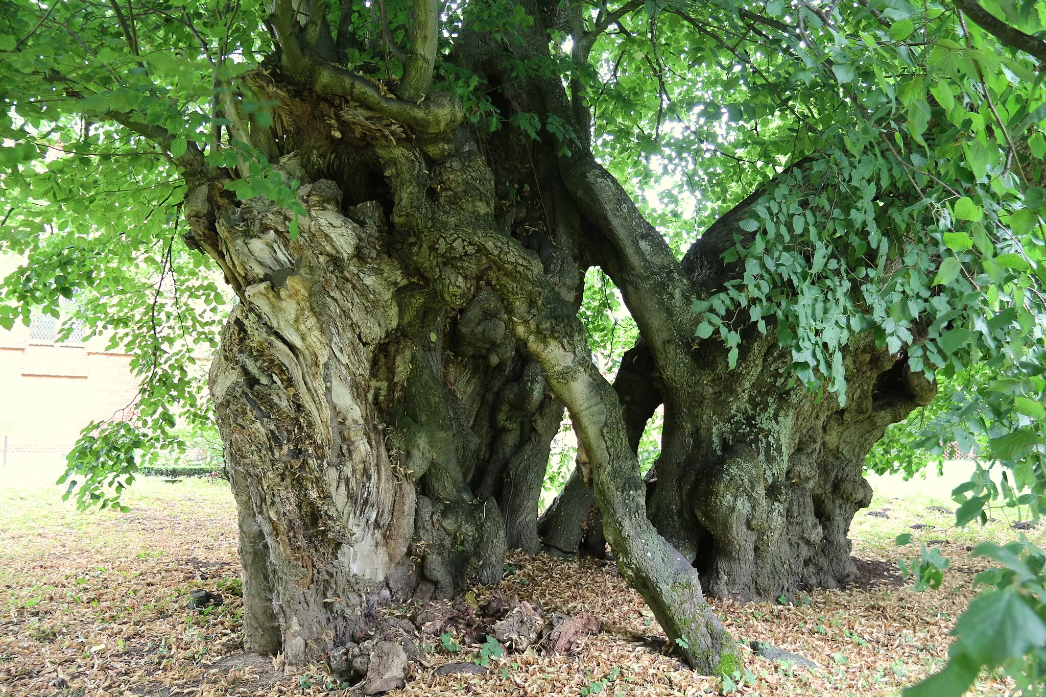 Photo showing: Polchower Sommerlinde Stamm