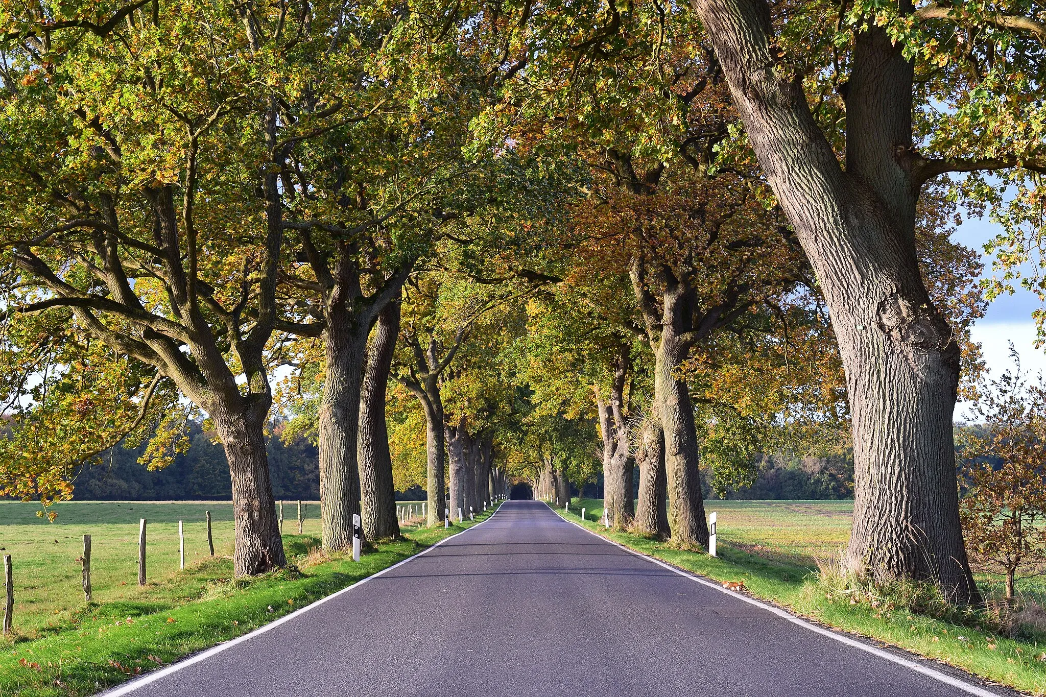 Photo showing: L 191 state road lined with oak trees, about 200 meters after leaving Dänschenburg in the direction of Sanitz, Germany