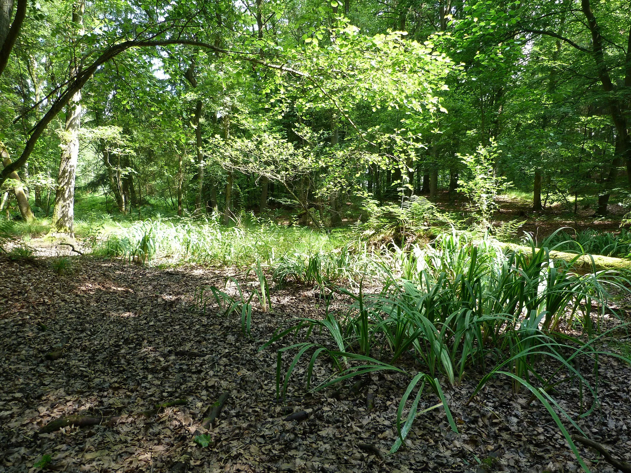 Photo showing: Das Schönwolder Moor liegt direkt an einer kleinen Feldstraße in einem Mischwald. Zahlreiche seltene Pflanzen wachsen hier noch ungestört.
