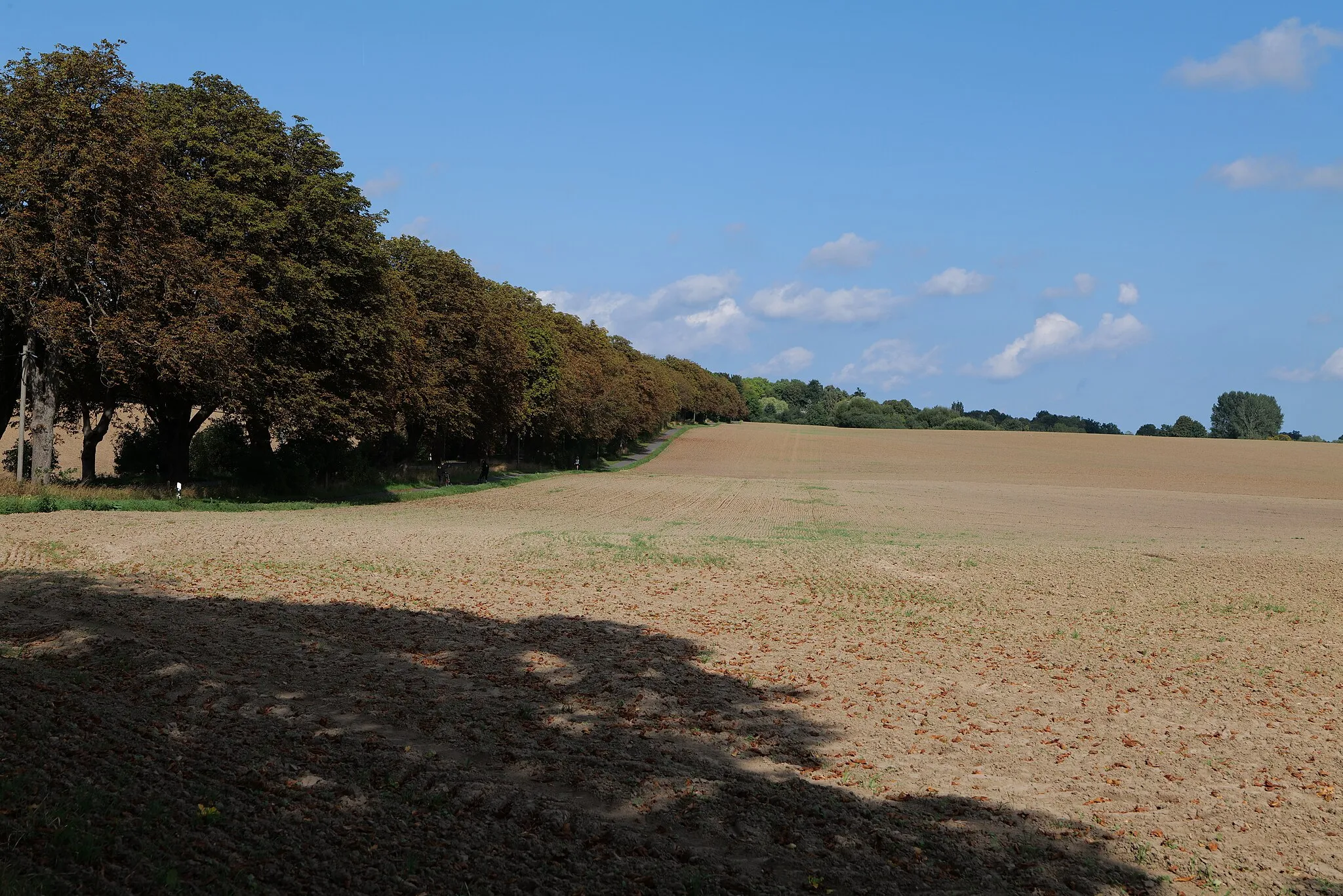 Photo showing: Feld in der Nähe von Wreechen in Putbus.