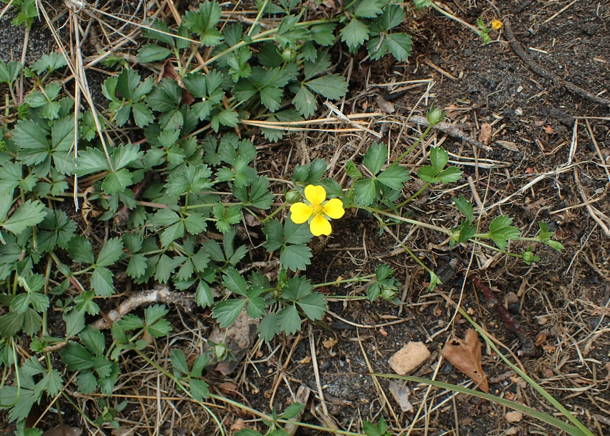 Photo showing: Potentilla anglica in Wkra Forest (Puszcza Wkrzańska) near Zalesie in Szczecin vicinity, NW Poland