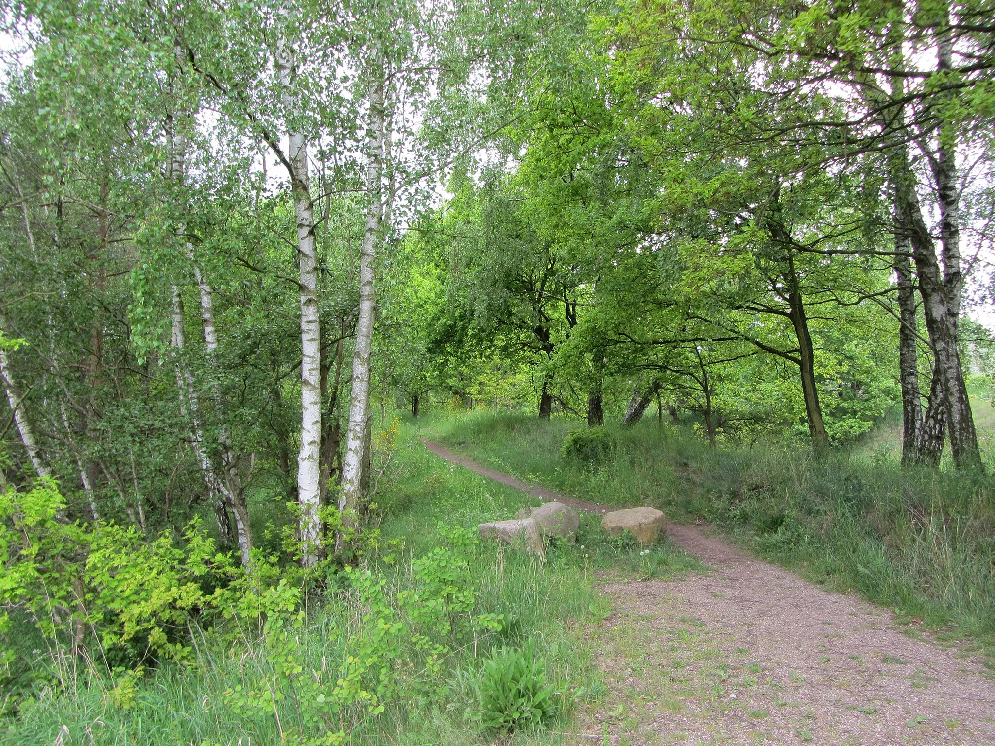 Photo showing: Nature reserve Kiesgrube Wüstmark in Schwerin, Mecklenburg-Vorpommern, Germany