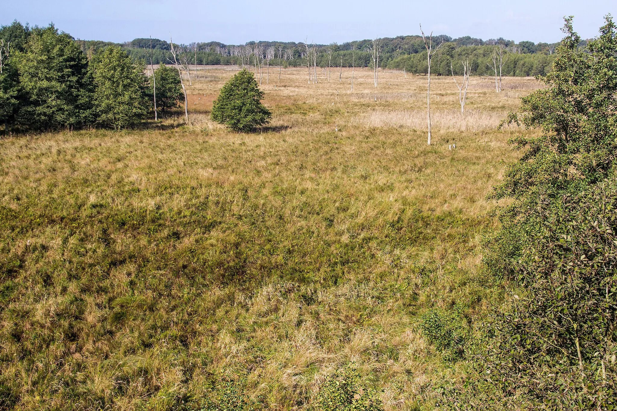 Photo showing: Müritz-Nationalpark