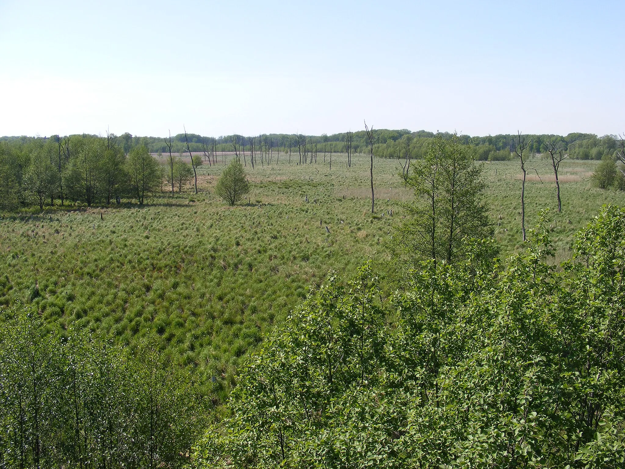 Photo showing: Das Bild zeigt eine Moorrenaturierungsfläche im Müritz-Nationalpark westlich des Specker Sees. Nahezu derselbe Ausschnitt existiert schon bei Wikipedia (Artikel "Müritz-Nationalpark" und "Specker See"), jedoch von 2003. Mein Bild zeigt deutlich die inzwischen fortgeschrittene Wiedervernässung des Moores gegenüber dem alten Bild. Aufgenommen vom Beobachtungsturm am Radweg "Boek-Schwarzenhof-Speck"