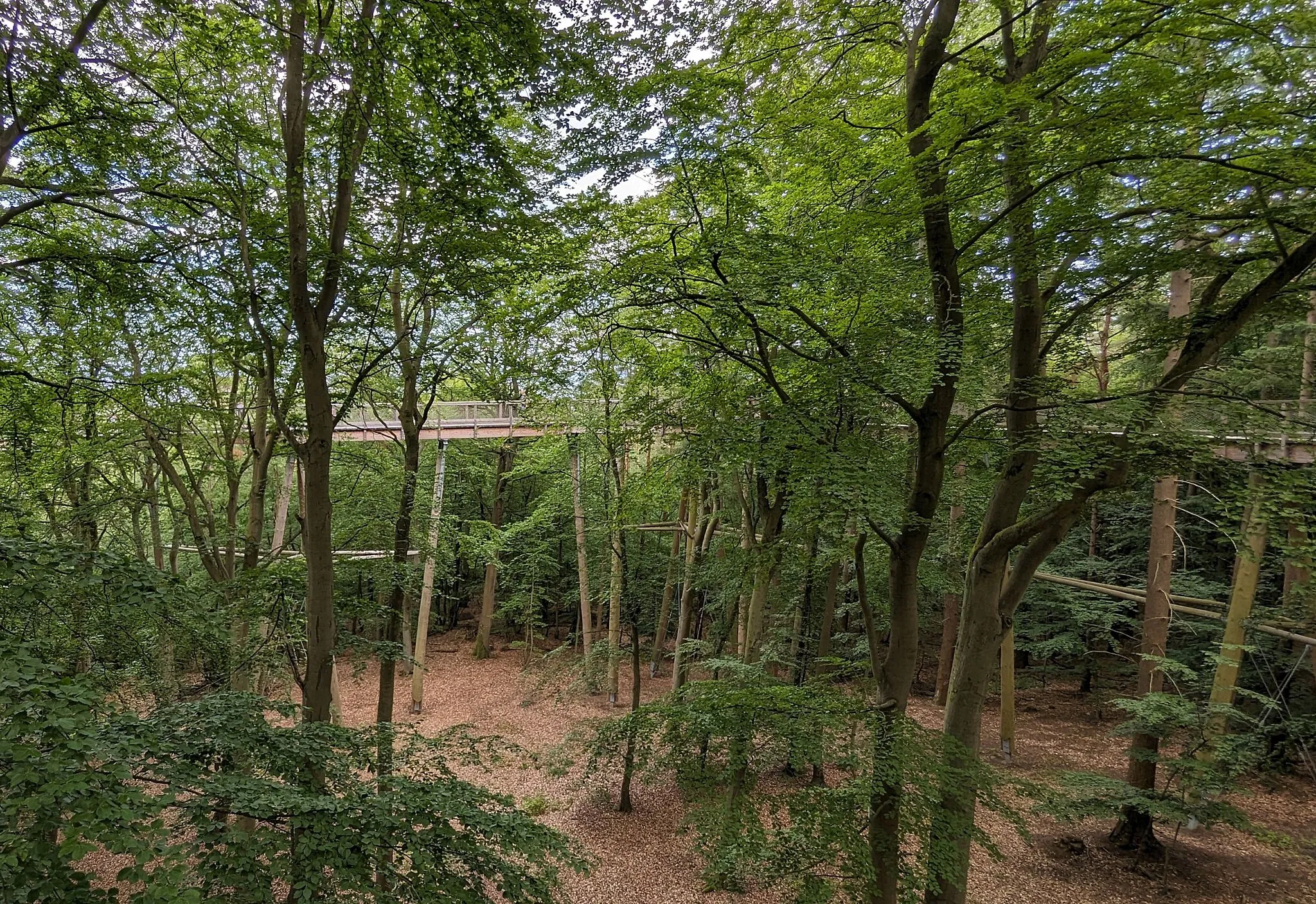 Photo showing: Baumwipfelpfad Usedom im Ostseebad Heringsdorf 2023