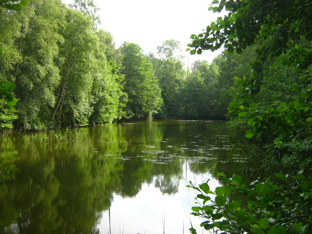 Photo showing: Der wenige hundert Meter lange Rest des abgebrochenen Projektes eines Küstenkanals vom Breitling zum Saaler Bodden im Wald der Rostocker Heide südlich des Dorfes Torfbrücke.