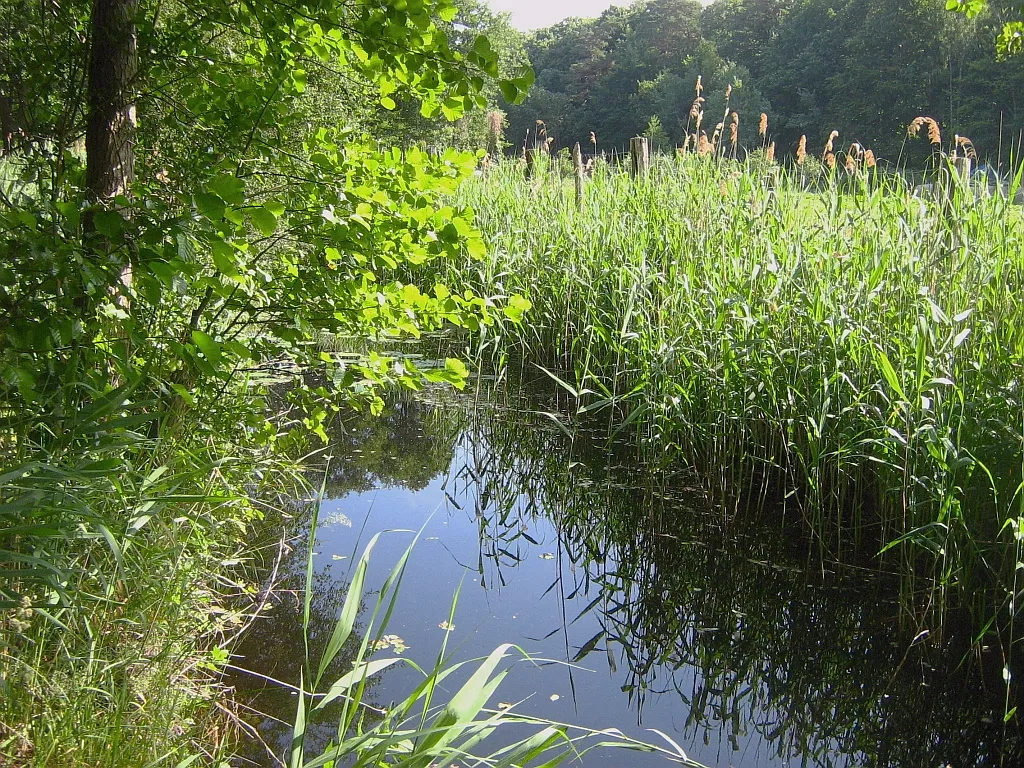 Photo showing: Der Stromgraben entwässert den größten Teil der Rostocker Heide. Er mündet bei Torfbrücke (Zeltplatz Ulenflucht) in die Ostsee.