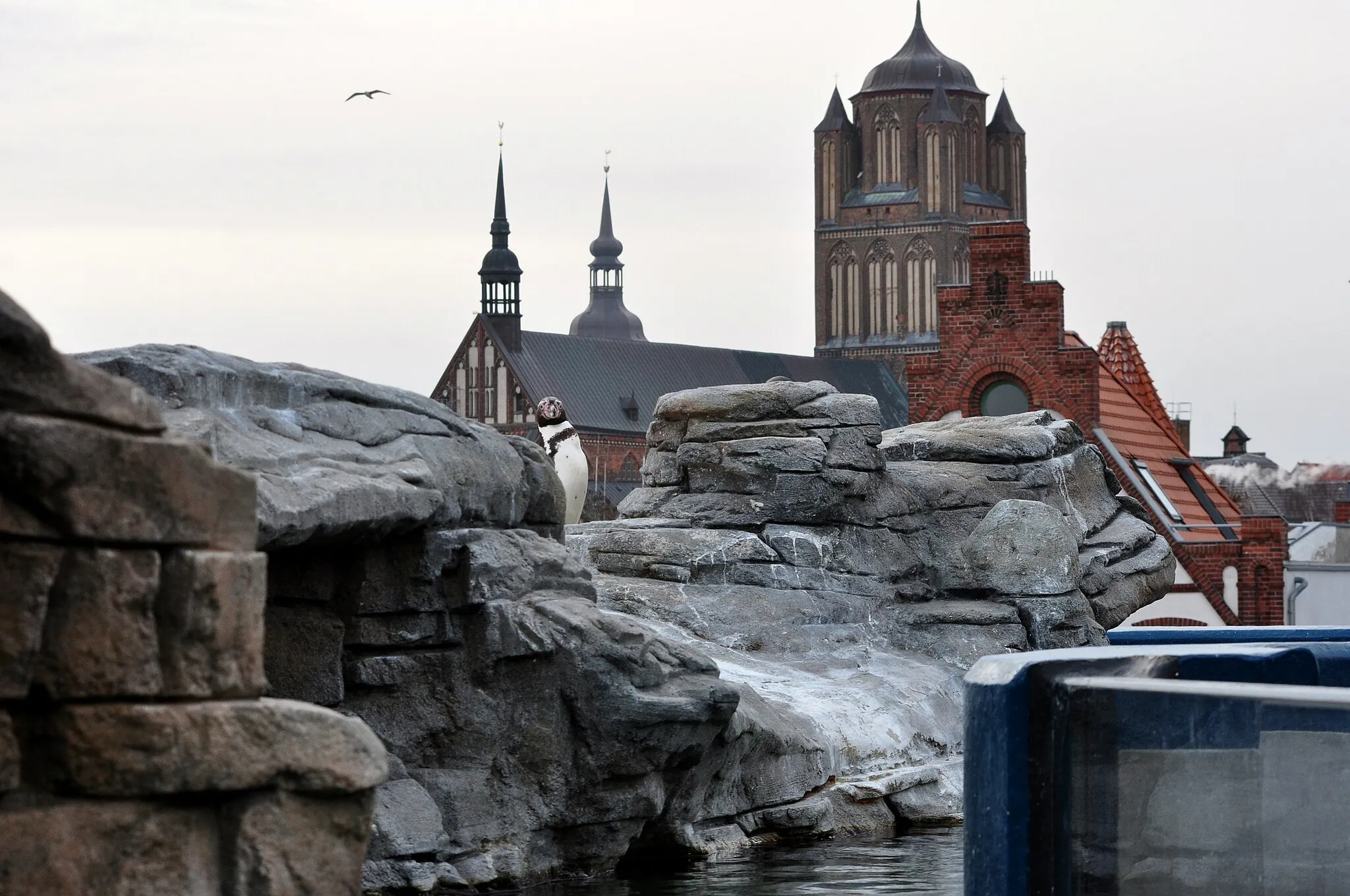 Photo showing: Die Pinguinanlage auf dem Dach des Ozeaneums in Stralsund. Im Hintergrund die Jakobikirche.