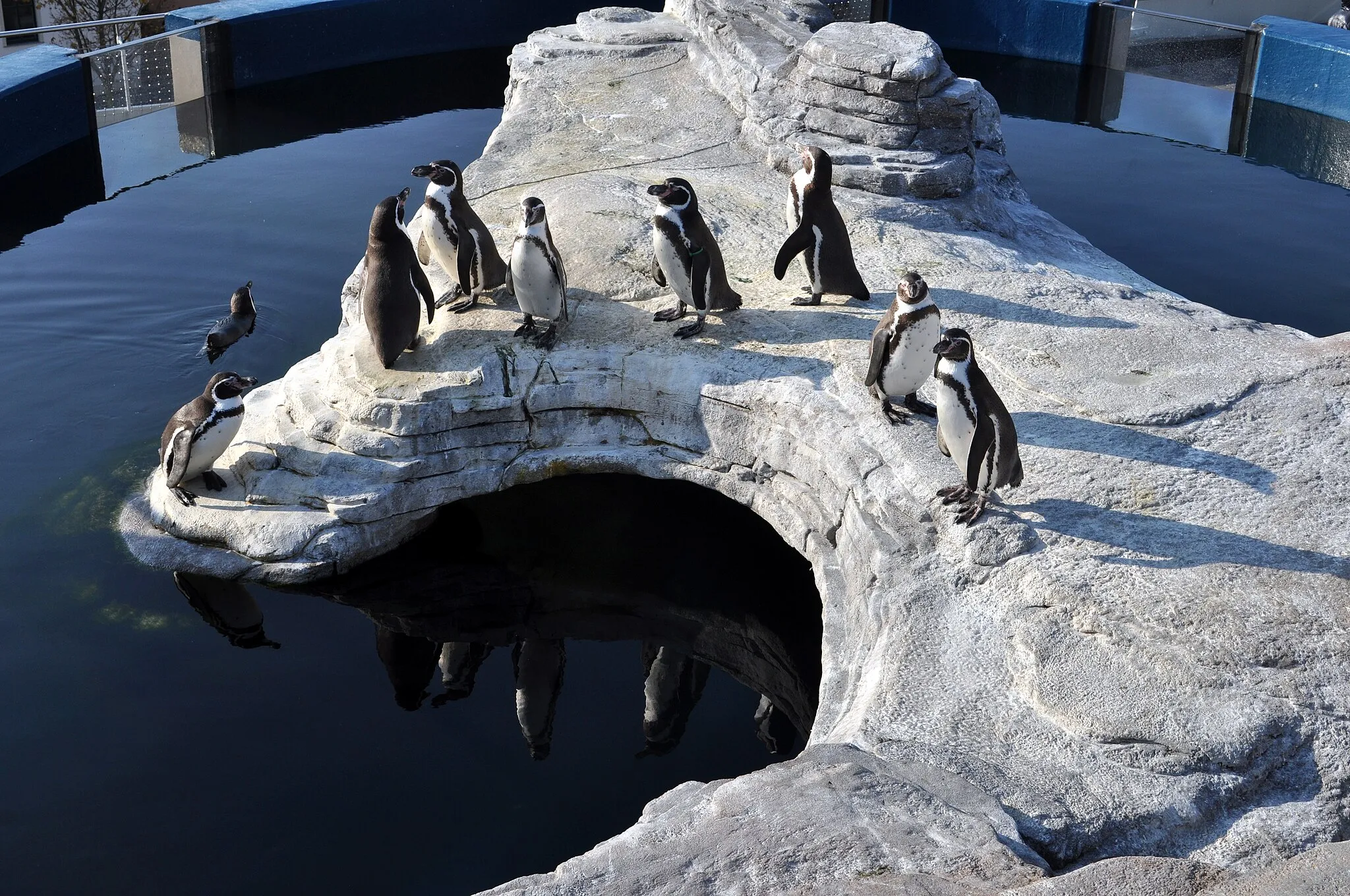 Photo showing: Die Pinguinanlage auf dem Dach des Ozeaneums in Stralsund.