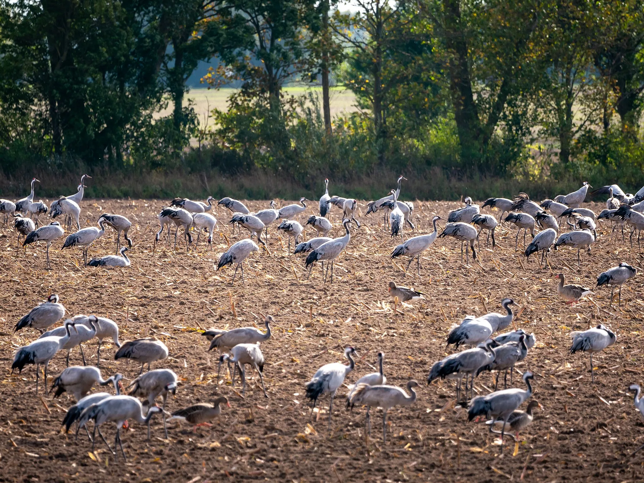 Photo showing: Cranes (Grus grus) in Altenpleen