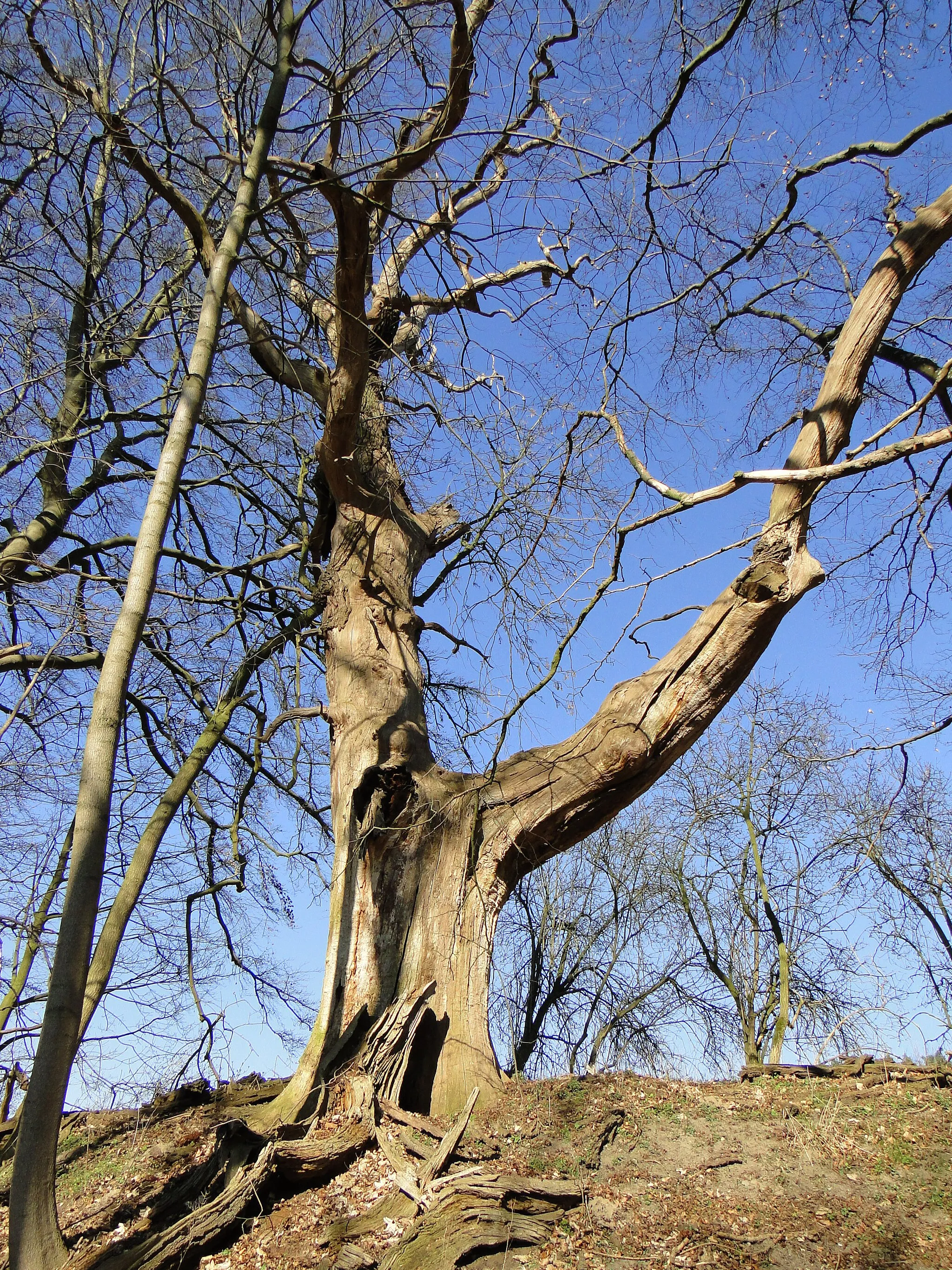 Photo showing: Wends' oak near Lüschow (Goldberg), district Ludwigslust-Parchim, Mecklenburg-Vorpommern, Germany