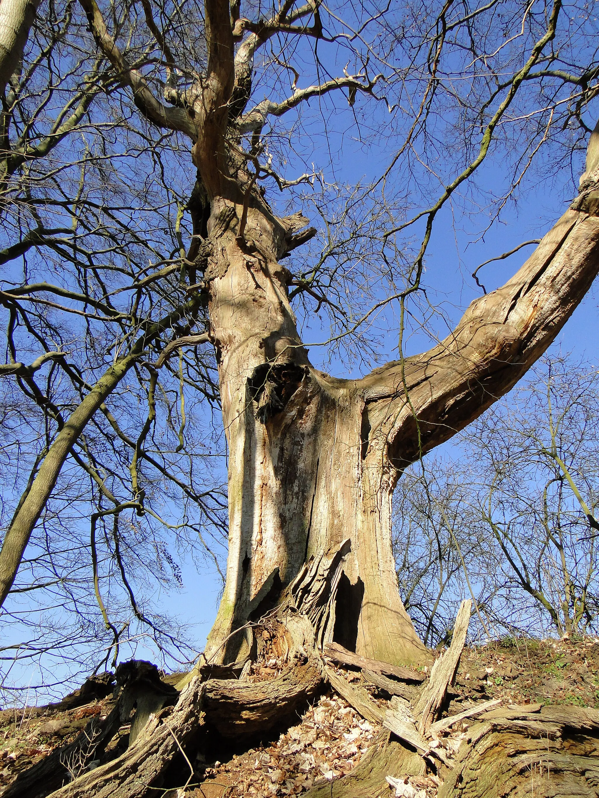 Photo showing: Wends' oak near Lüschow (Goldberg), district Ludwigslust-Parchim, Mecklenburg-Vorpommern, Germany