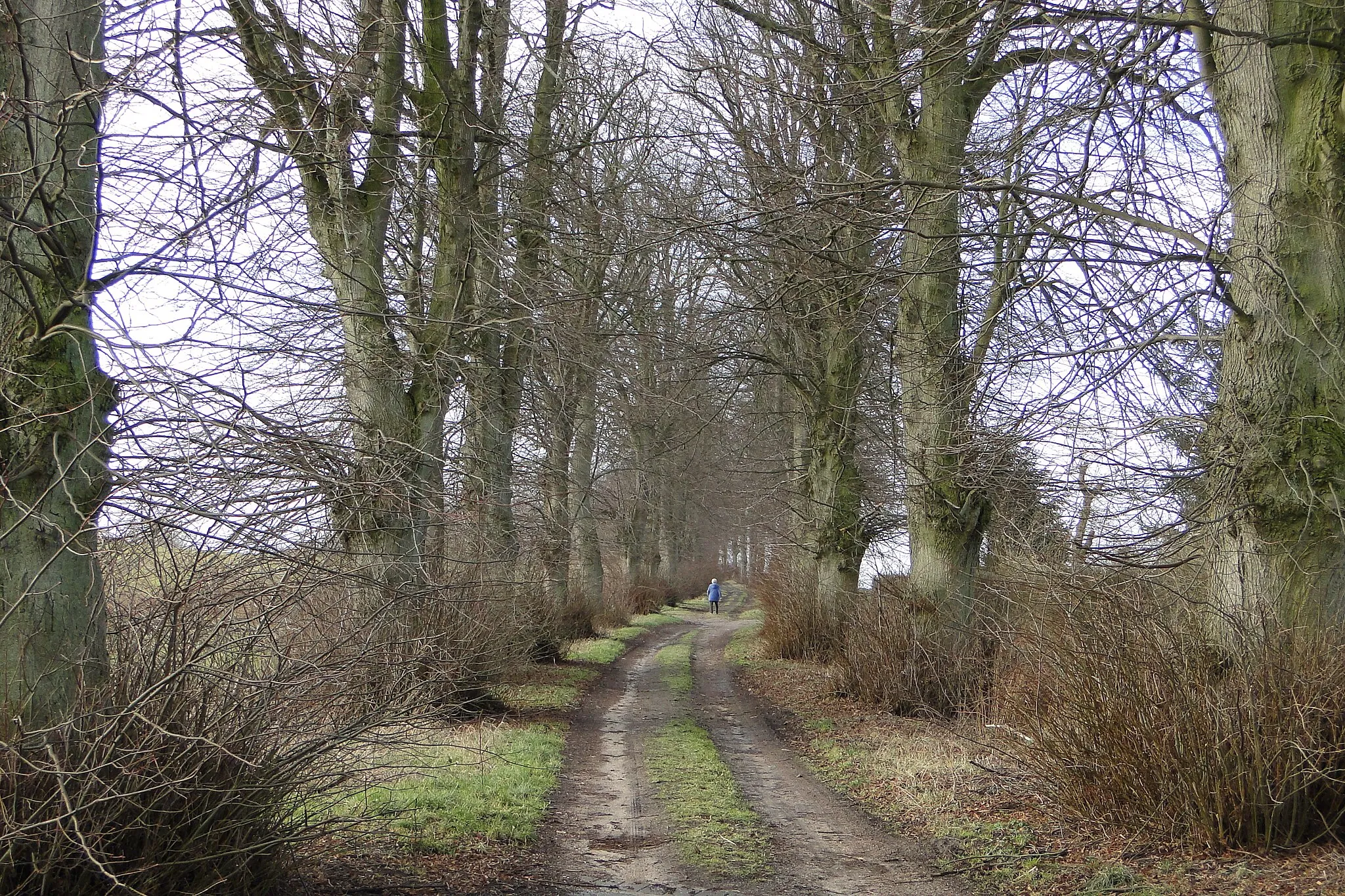 Photo showing: Avenue in Vietlübbe, district Nordwestmecklenburg, Mecklenburg-Vorpommern, Germany