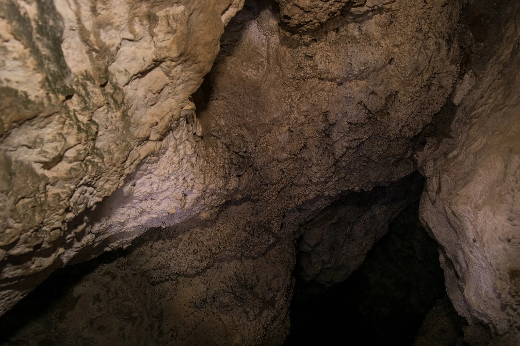Photo showing: Warzensinter im Eingangsbereich der Höhle über dem Abstiegsschacht