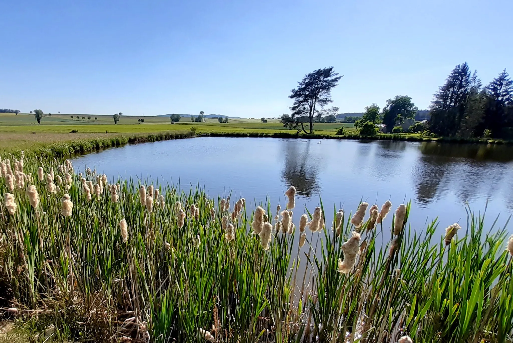 Photo showing: Moosweiher, Blick Richtung Hesselberg