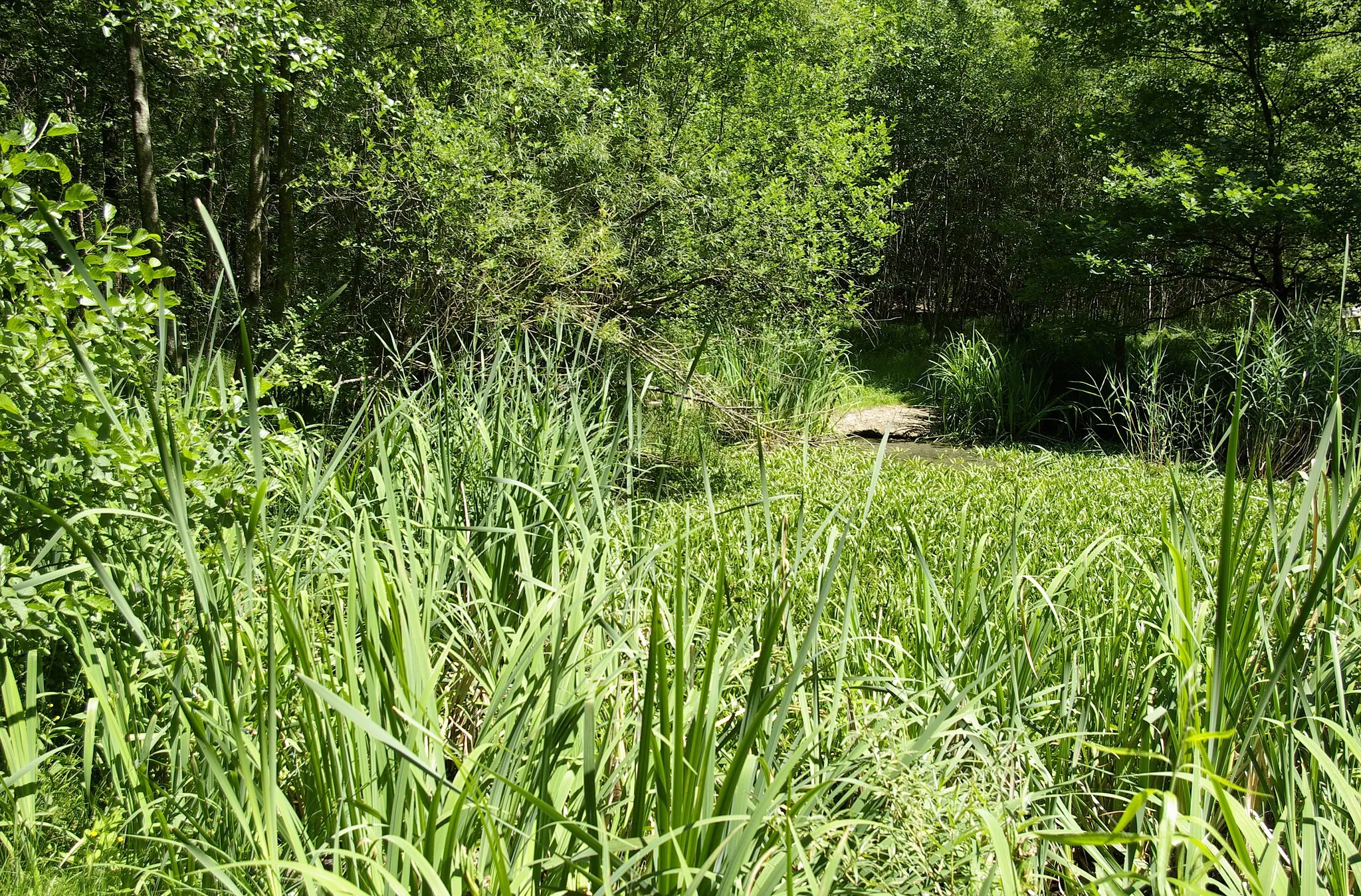 Photo showing: Kleiner Tümpel südlich von Buckenhof im Buckenhofer Forst im Sebalder Reichswald.