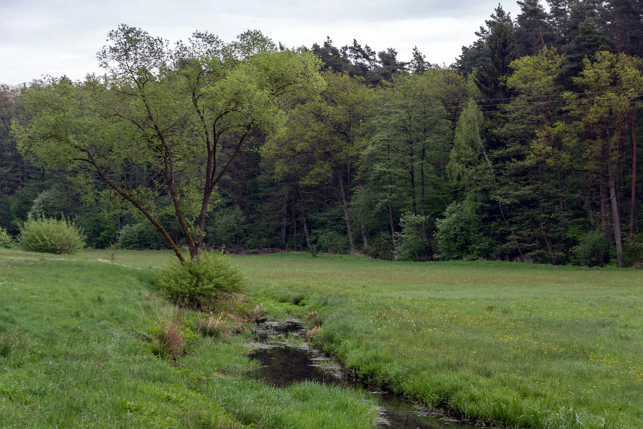 Photo showing: Radwiese, Röthenbach bei Sankt Wolfgang, Gauchsbach