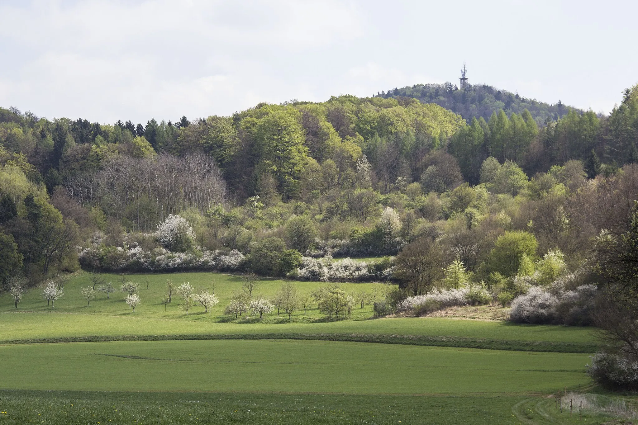 Photo showing: Ossinger, Naturpark Fränkische Schweiz-Veldensteiner Forst, Königstein, Frühling, Blick von Westen