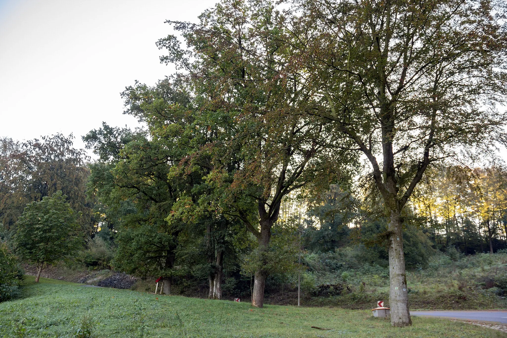 Photo showing: Die Breitenbrunner Buchenreihe, Naturdenkmal, Landschaftsschutzgebiet Südlicher Jura mit Moritzberg und Umgebung