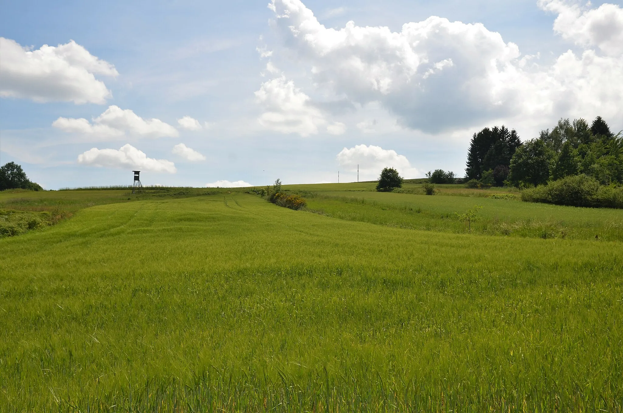 Photo showing: Flurstruktur bei Grub (Burgthann)