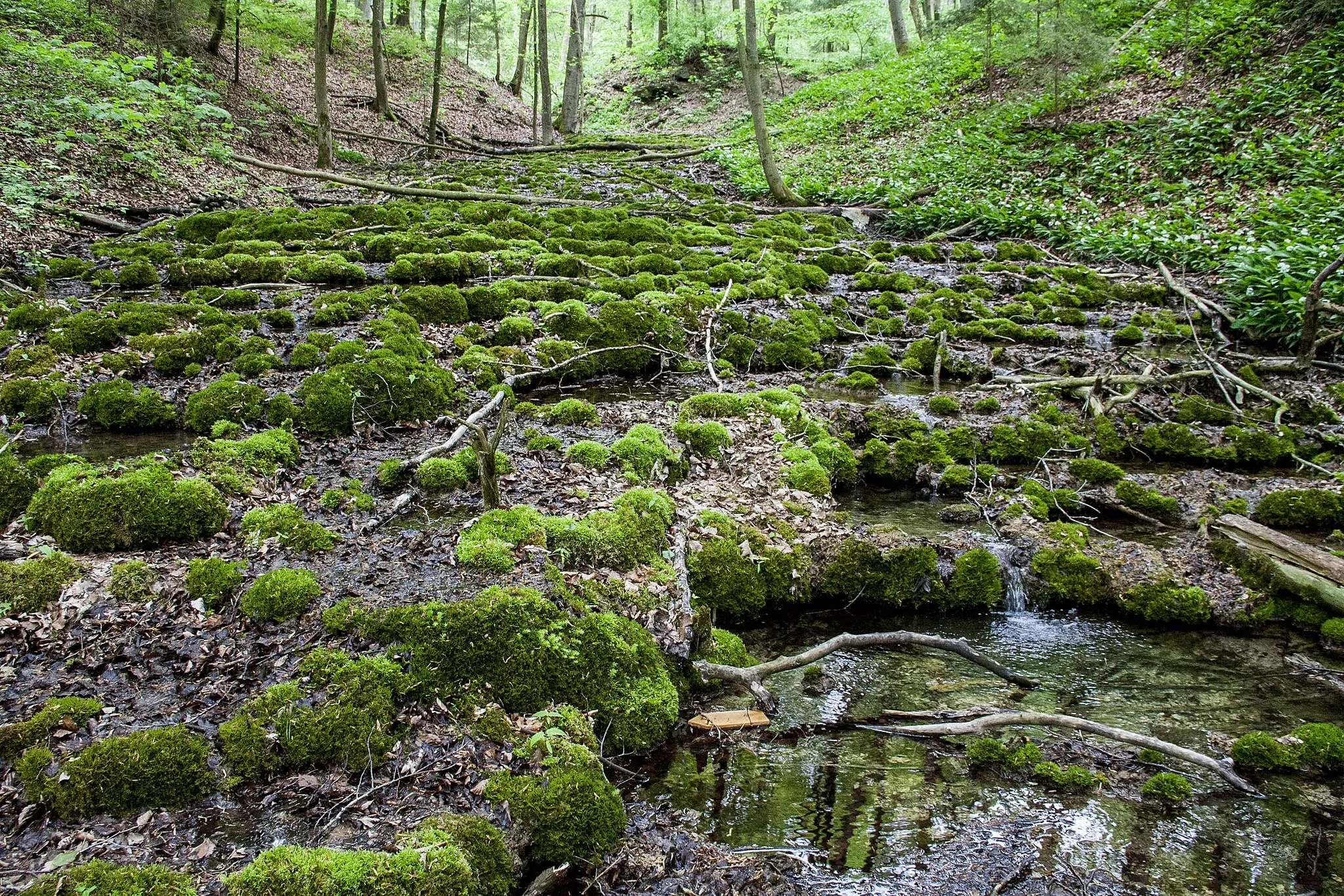 Photo showing: Sinterterrassen, Untermässing, Geschützter Landschaftsbestandteil, Greding, Geotop, Naturpark Altmühltal