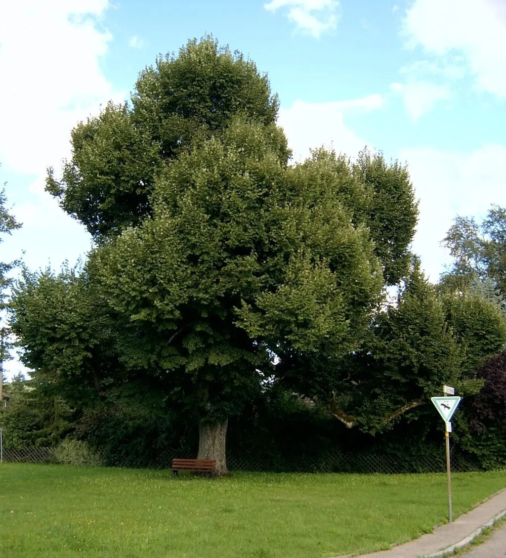 Photo showing: Friedenslinde Unterhaidelbach mit Bank (August 2010)