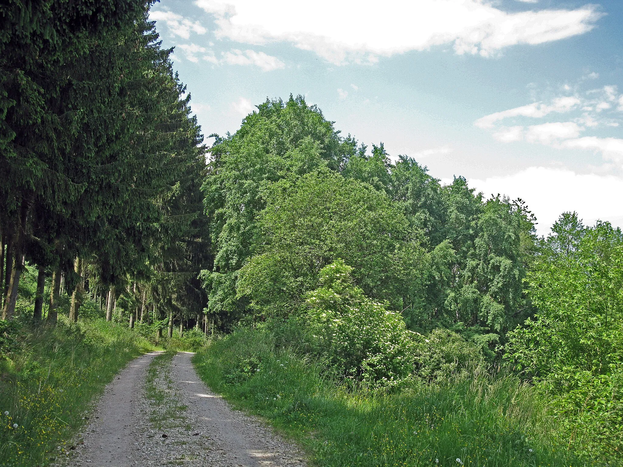 Photo showing: LSG innerhalb des Naturparks Steigerwald (ehemals Schutzzone)