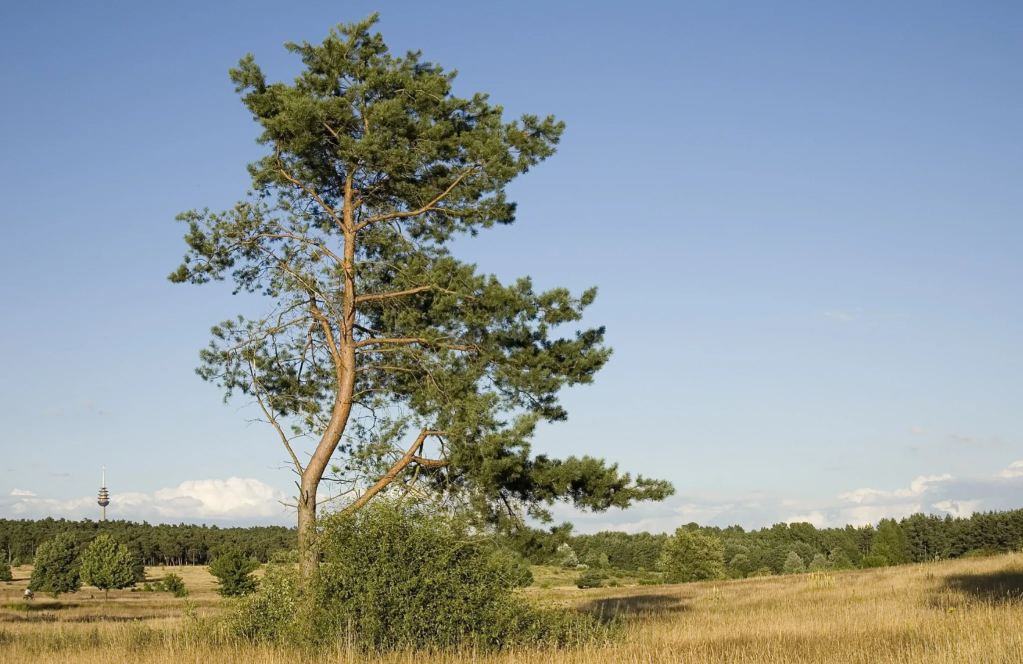 Photo showing: A tree in the Nature reserve Hainberg near Oberasbach, Bavaria, Germany