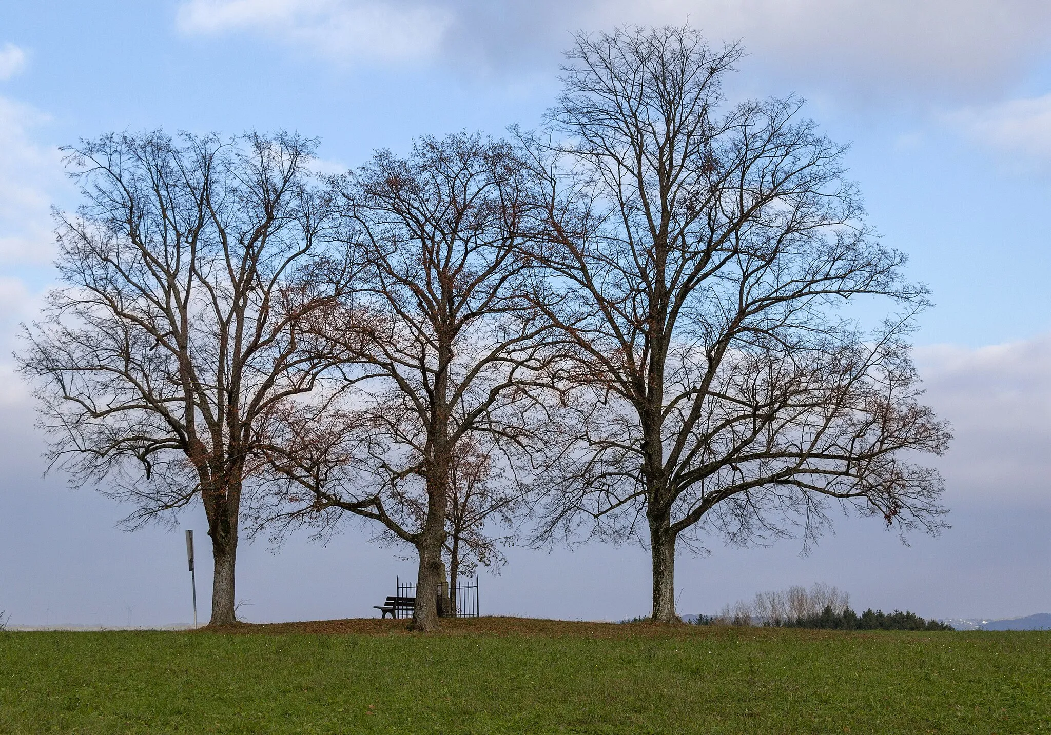 Photo showing: Vier Friedenslinden von Dörlbach, ehemaliges Naturdenkmal, LSG Schwarzachtal mit Nebentälern