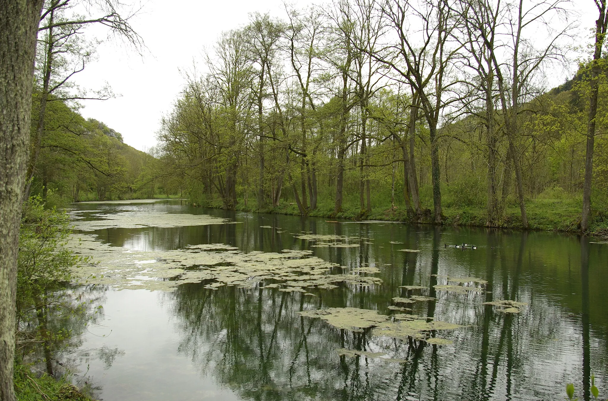 Photo showing: Dieser Altarm der Altmühl bei Prunn, einem Stadtteil von Riedenburg, wird heute hauptsächlich von der Karstquelle Prunn gespeist.