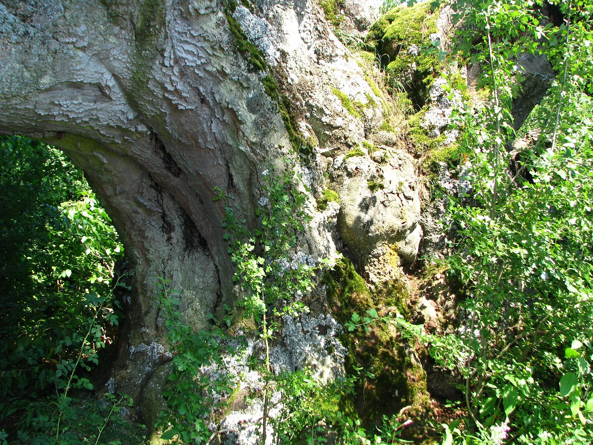 Photo showing: Stamm der Bavariabuche bei Pondorf (Bayern).