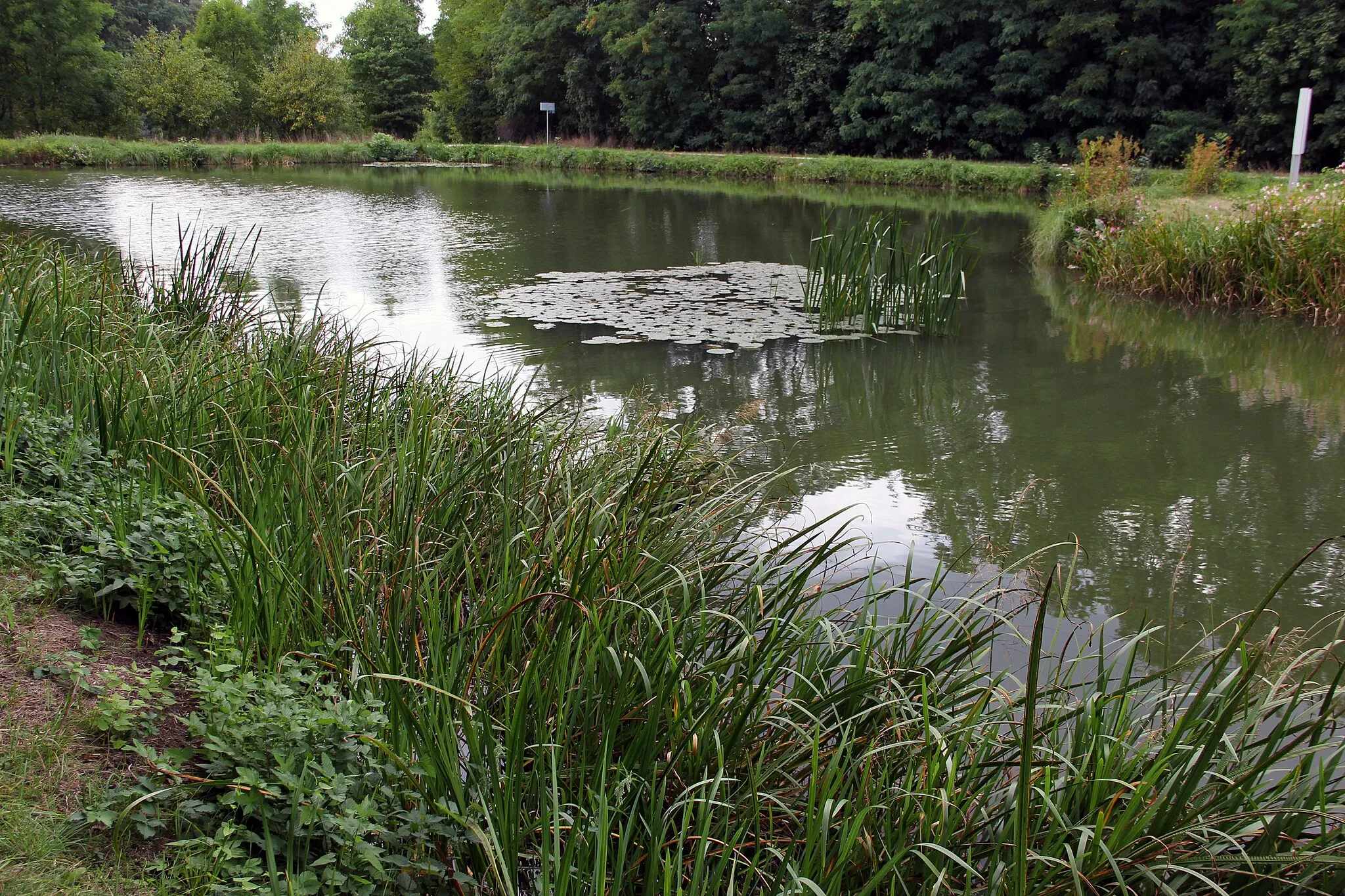 Photo showing: Abschnitt des Ludwig-Donau-Main-Kanals, Lände Pfeifferhütte