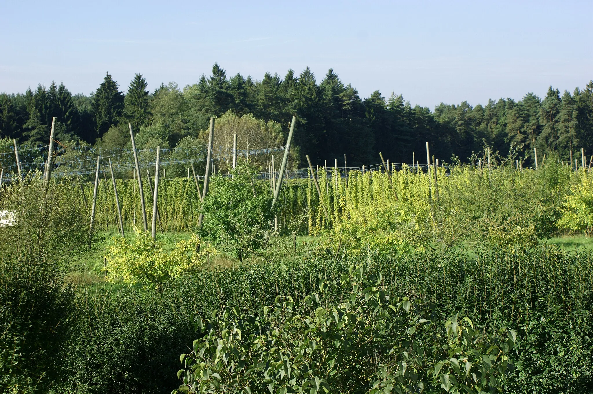 Photo showing: Biologischer Anbau von Hopfen in Laipersdorf